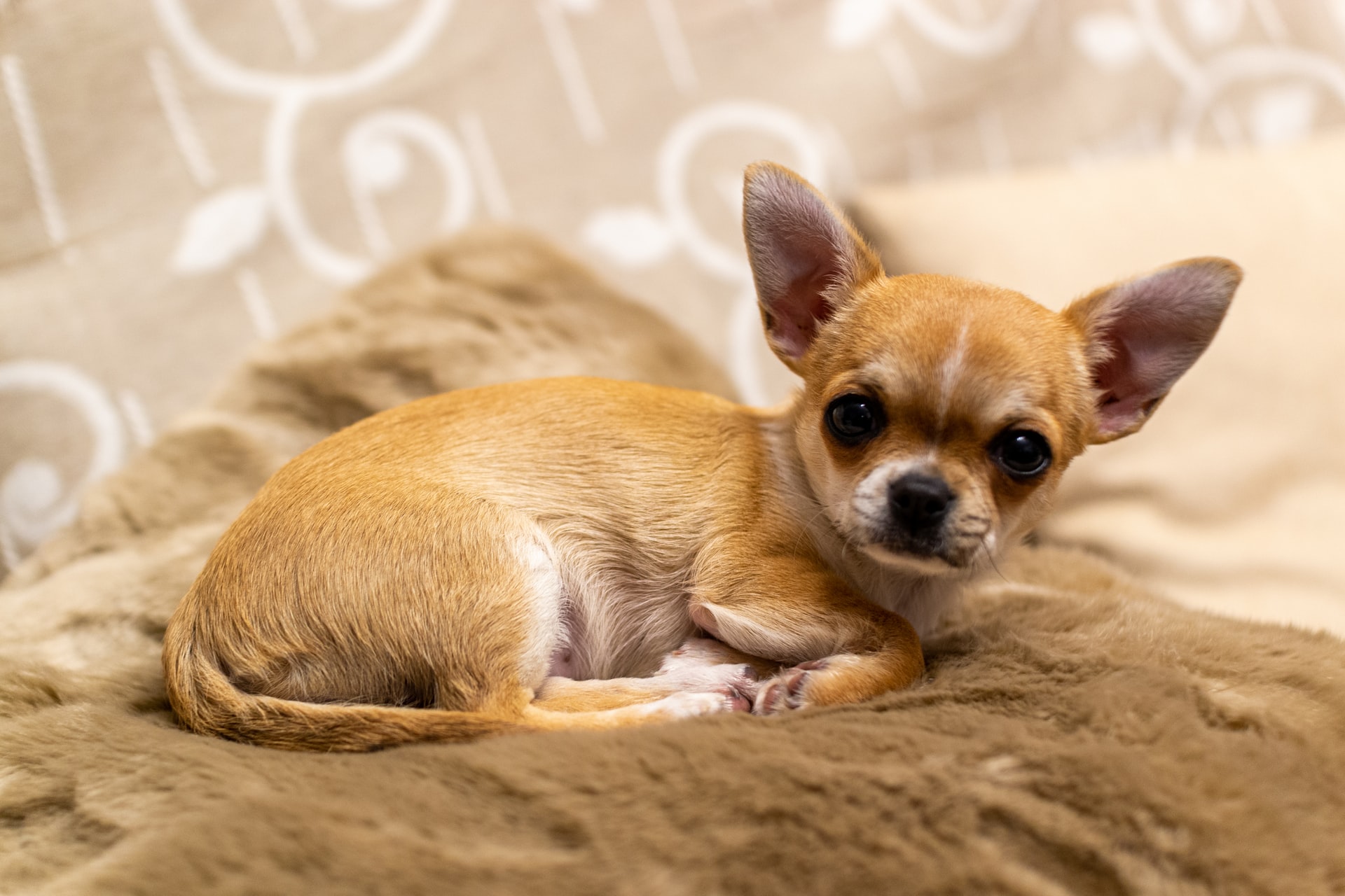 why-do-chihuahuas-growl-so-much-should-i-worry