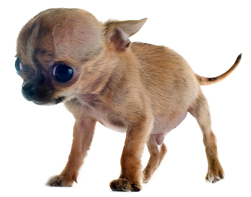 what-are-the-common-diseases-that-a-chihuahua-can-have-i-love-chihuahua