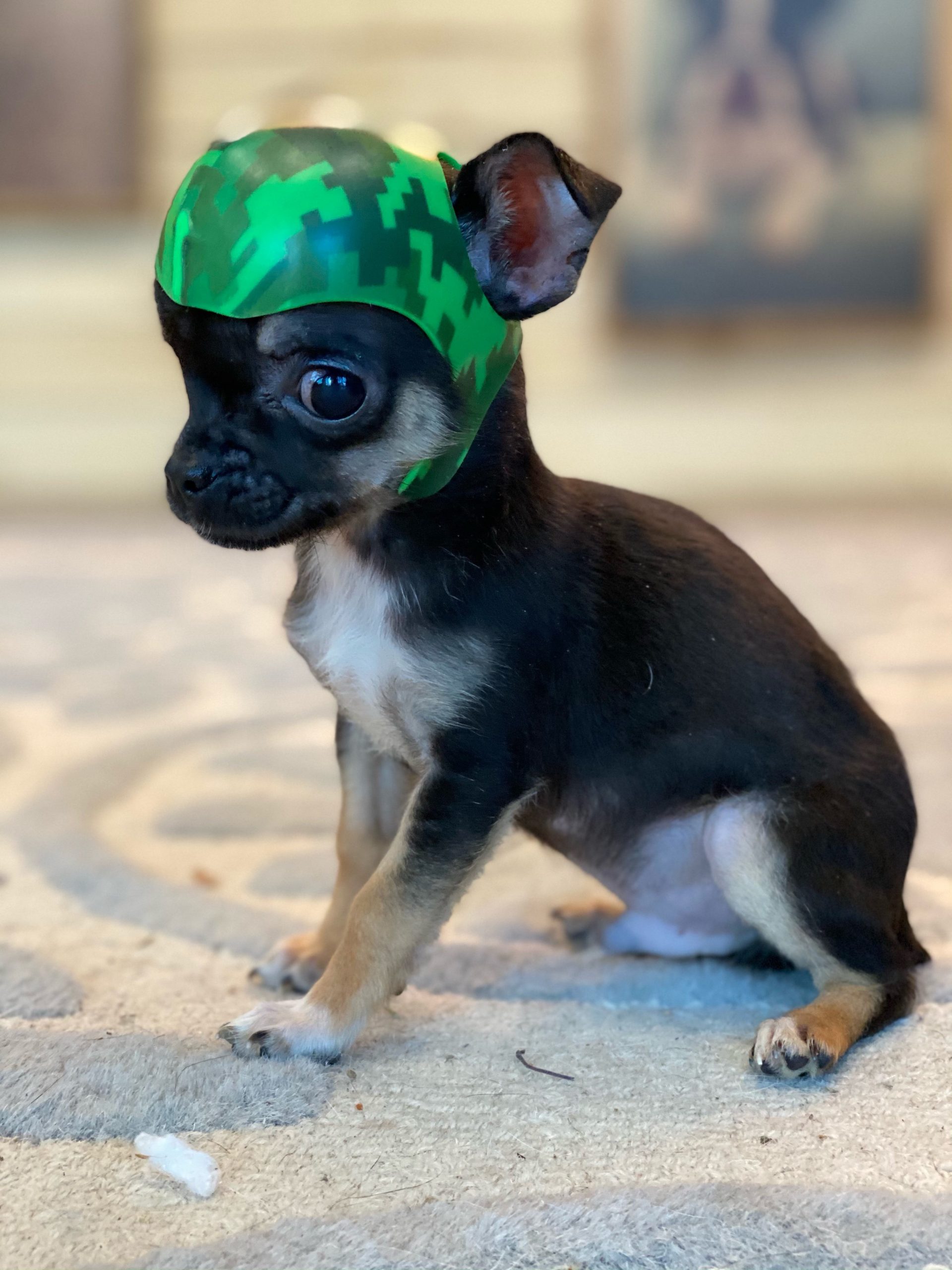 Chihuahua Neurological Problems - I Love Chihuahua