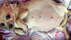 Signs That A Chihuahua Is Pregnant - I Love Chihuahua