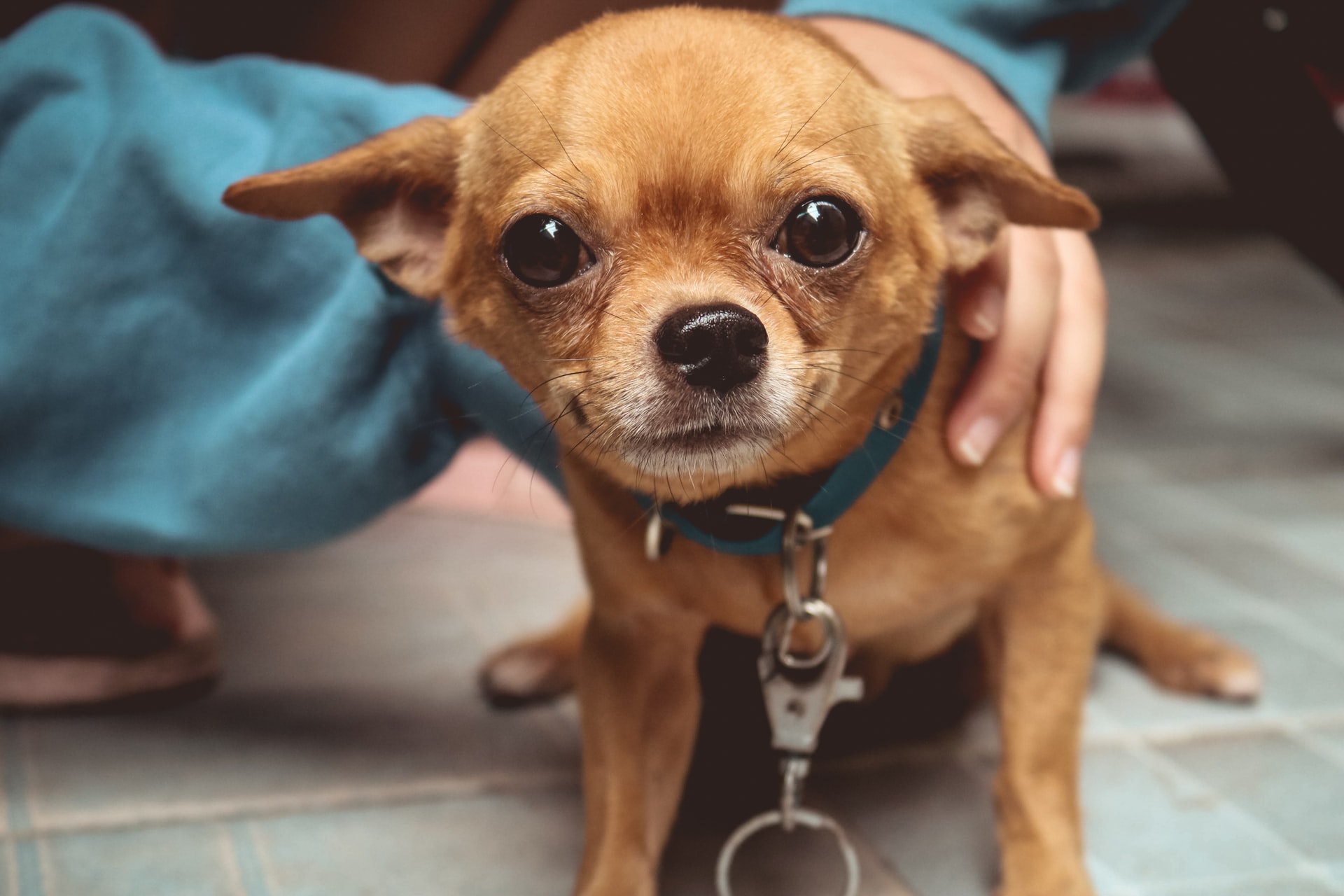 stomach-problems-chihuahuas-face-in-their-life-i-love-chihuahua