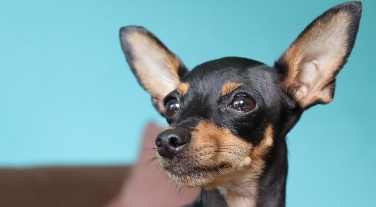 Chihuahua Eyes Squinting - I Love Chihuahua