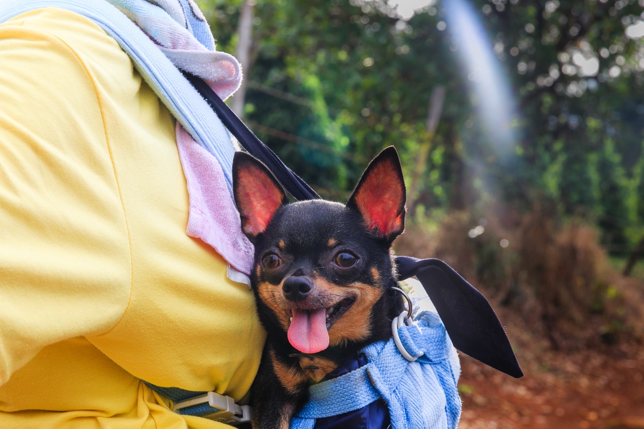 The 5 Best Chihuahua Carriers that will make your life easier