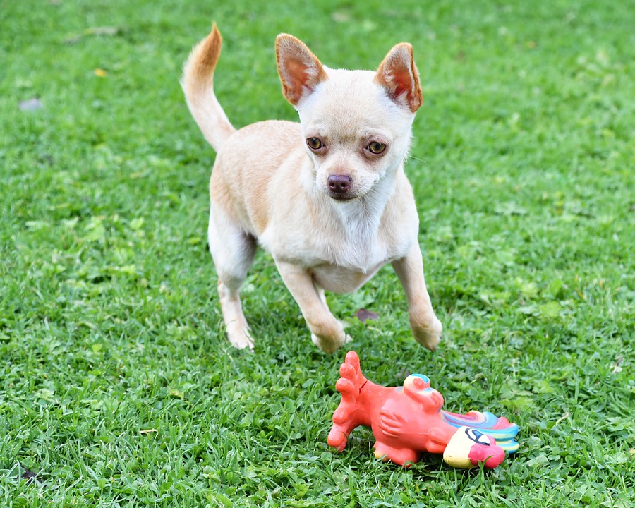 How to Prevent Chihuahua Limping
