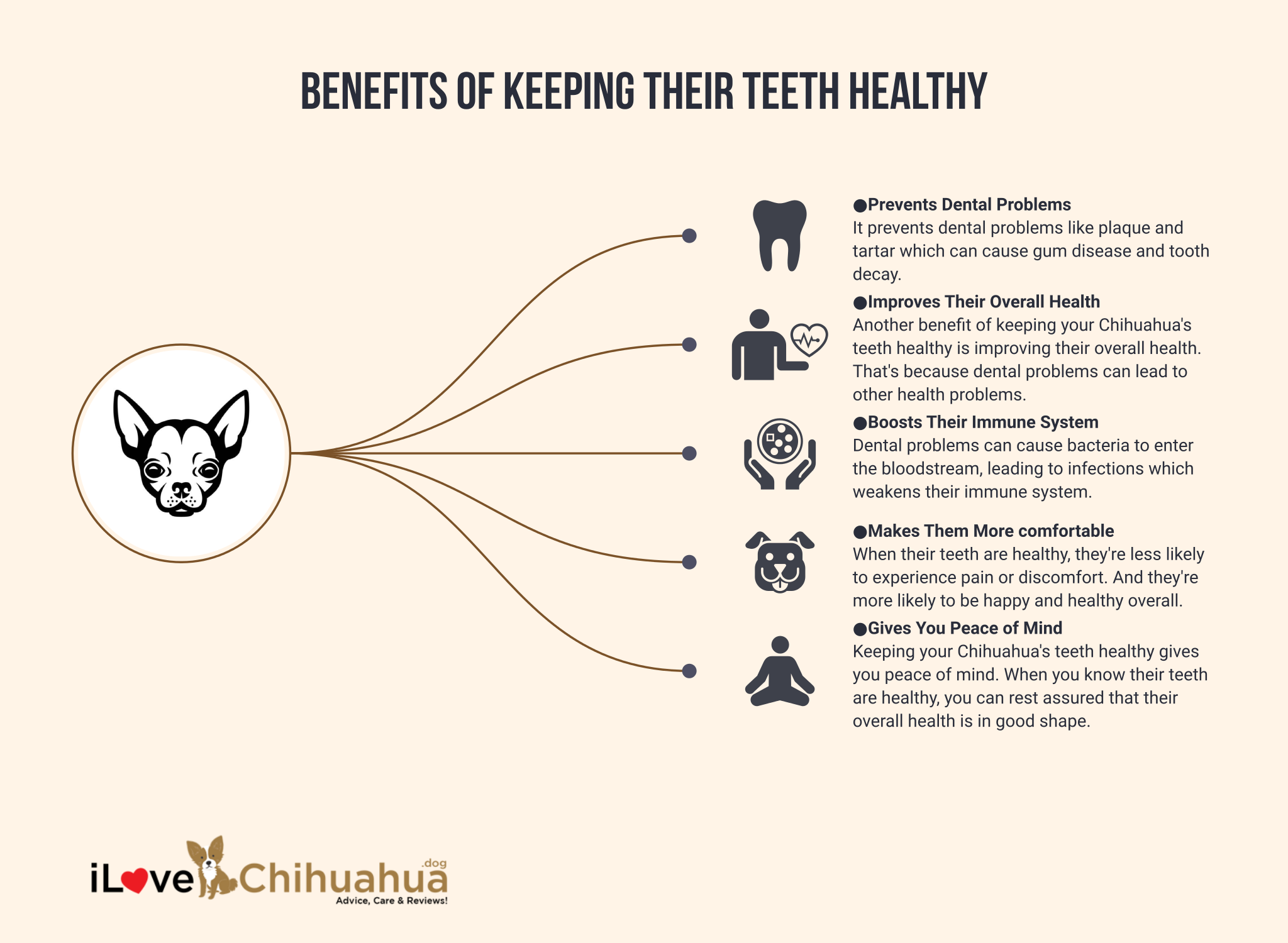 Top Benefits of Keeping Your Chihuahua's Teeth Healthy
