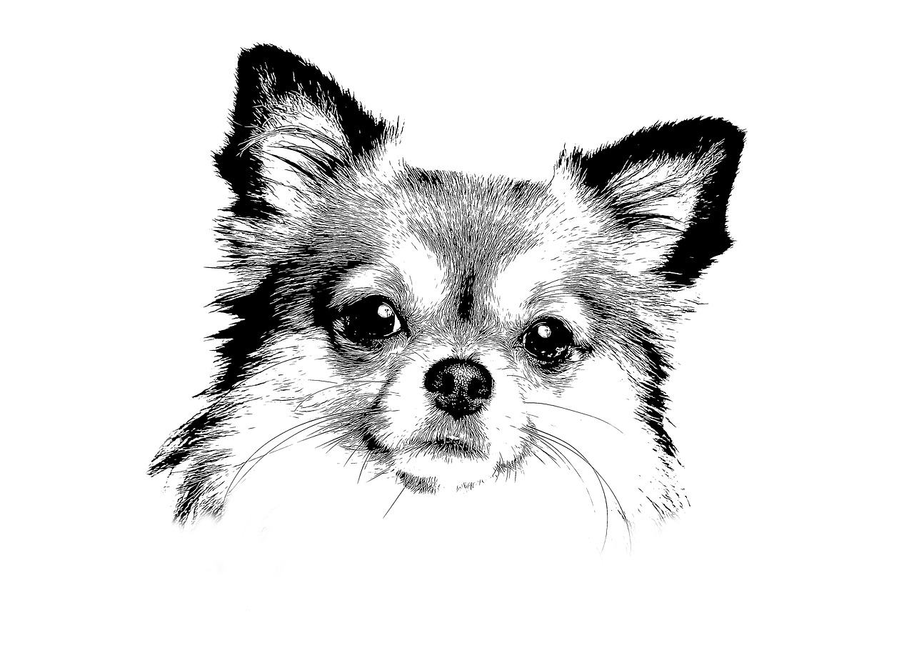 What Is A Merle Chihuahua? Find Out Here! - I Love Chihuahua