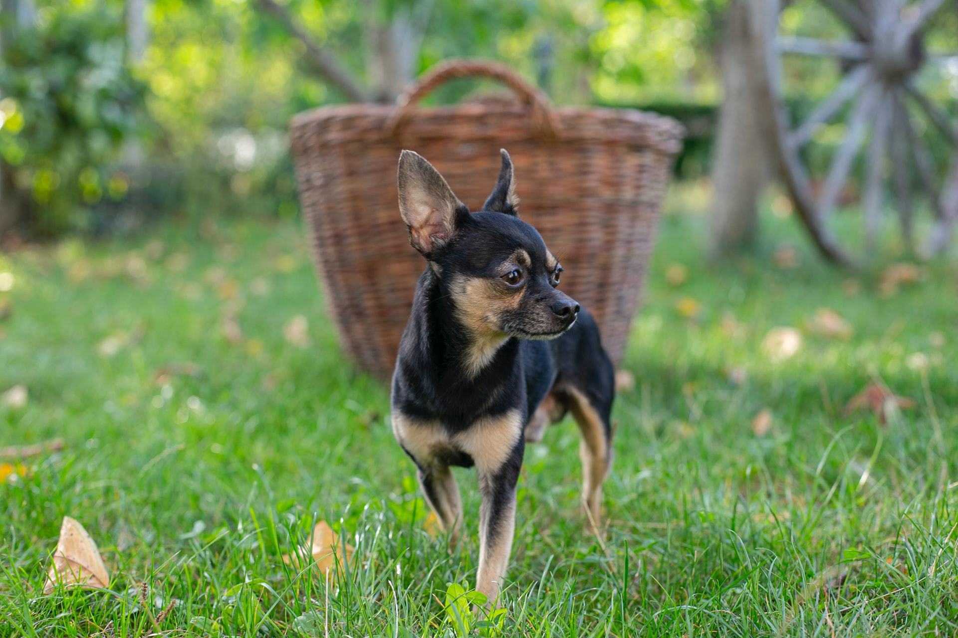 Chihuahua limping