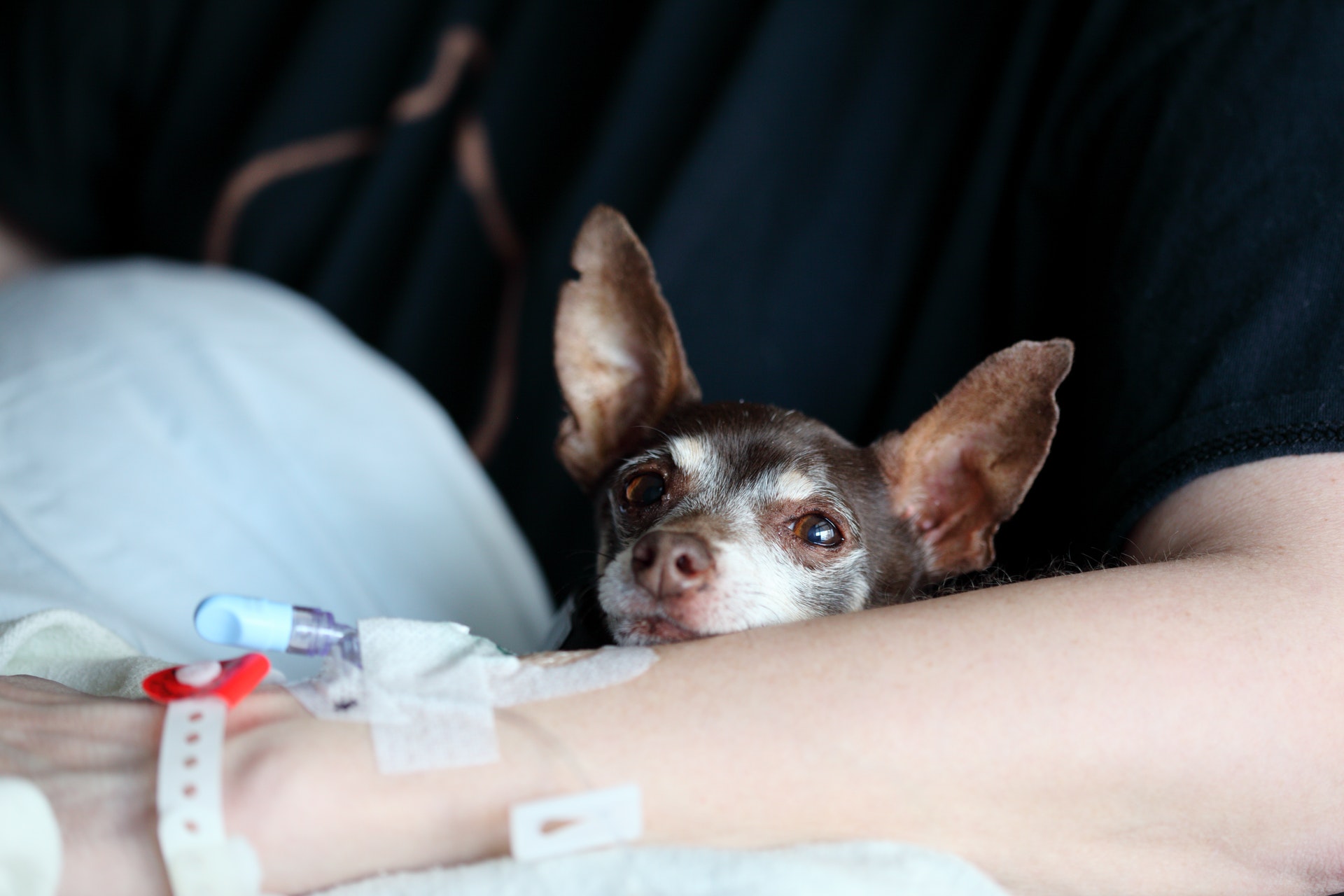 What Causes Chihuahua Diarrhea?