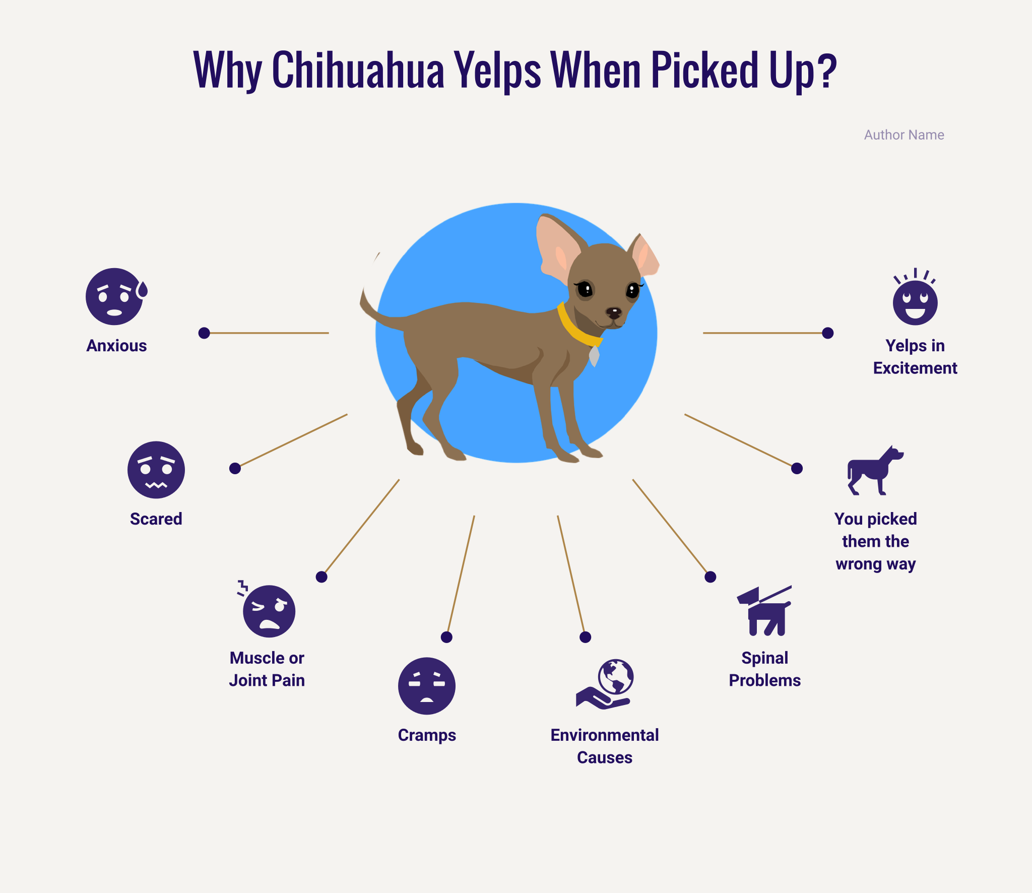 Why Does A Chihuahua Yelp When He Is Picked Up?
