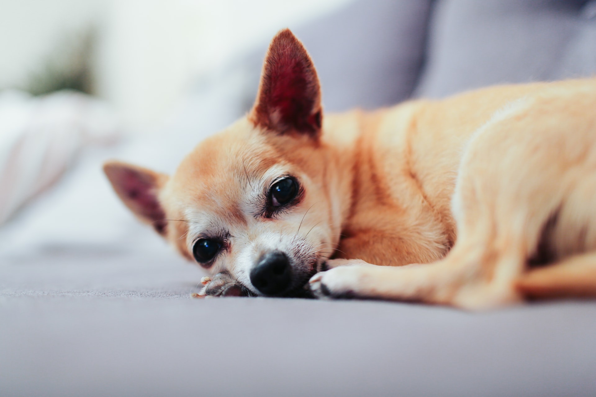 Chihuahua lying in the couch - chihuahua for constipation