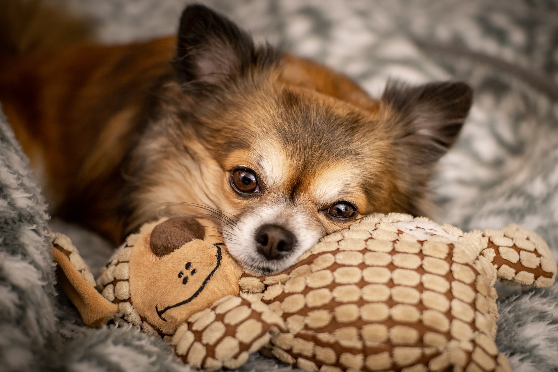 Chihuahua lying with a toy as a pillow