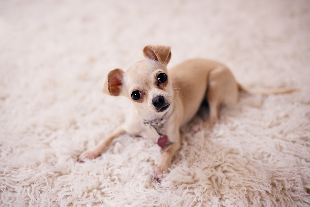 Chihuahua laying on the carpet