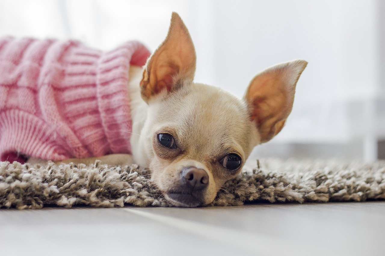 How to Clean a Chihuahua Ears