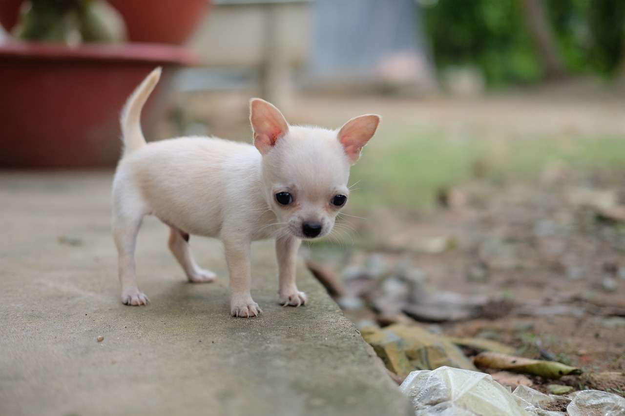 how to tell if a Chihuahua is purebred