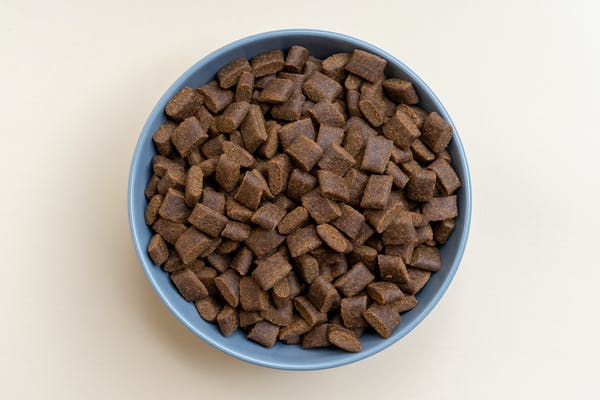 best dry dog food for chihuahua kibble