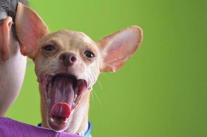 a yawning chihuahua