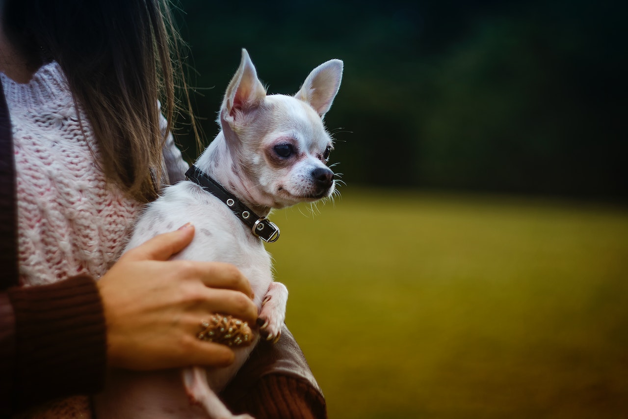 how to tell if a Chihuahua is purebred
