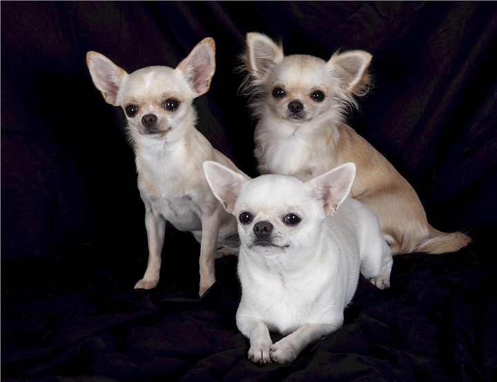 The Lifespan of Chihuahuas: Understanding Their Life Expectancy - I