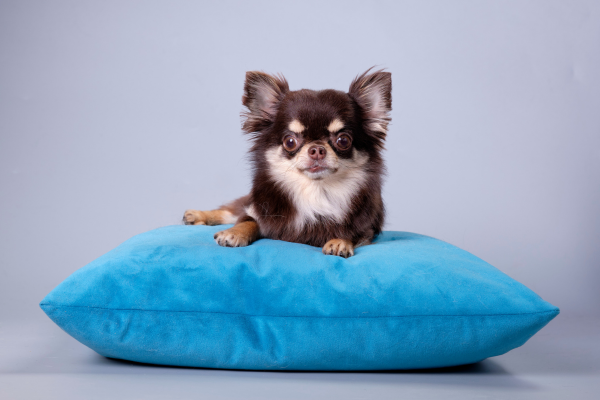 what-are-some-chihuahua-grooming-needs
