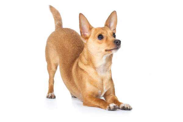 how-smart-are-chihuahuas