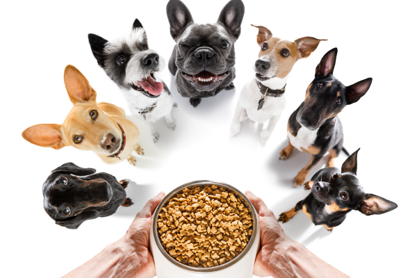 how-much-do-chihuahuas-eat